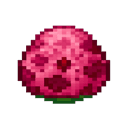 Pitaya Dragon Cookie - media 3